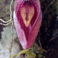 Bulbophyllum elegans Gardner ex Thwaites